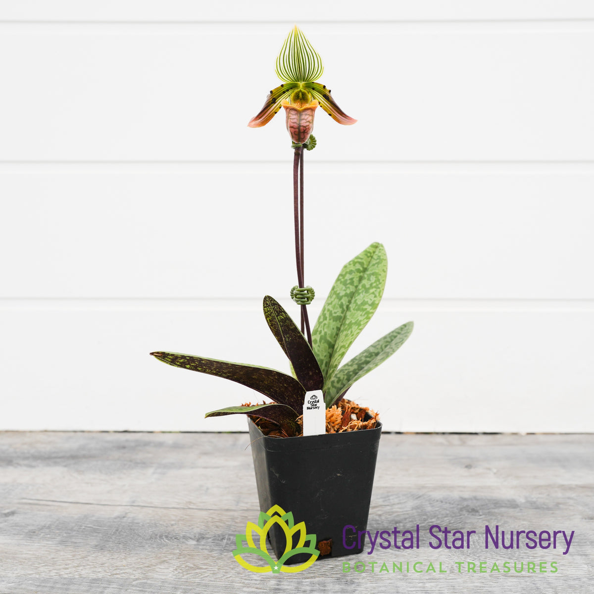 Paphiopedilum Venustum (Red Pouch) (#1A)