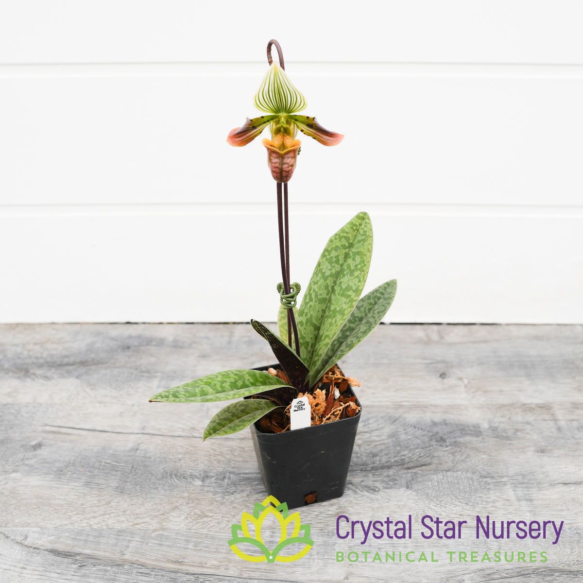 Paphiopedilum Venustum (Red Pouch) (#1A)