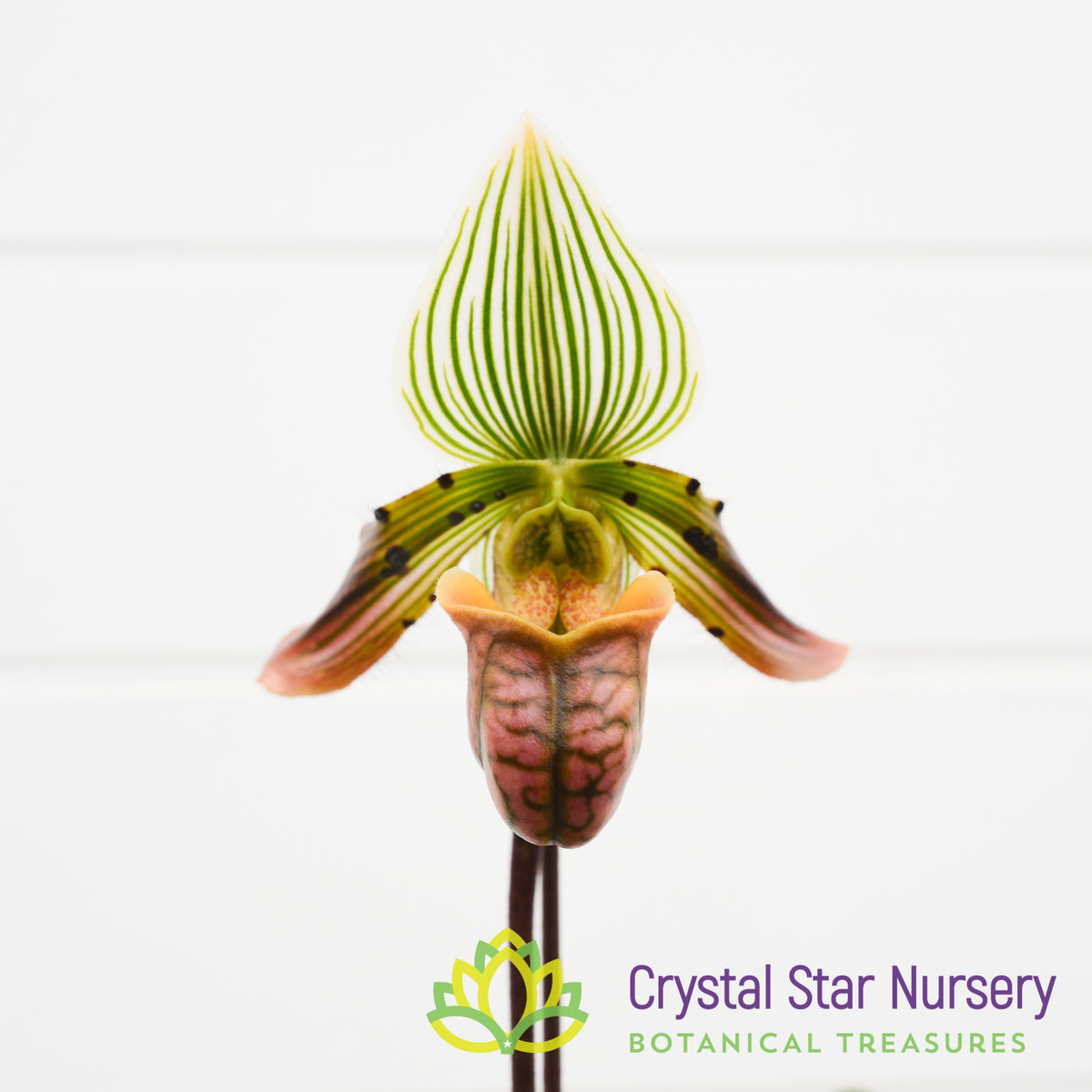 Paphiopedilum Venustum (Red Pouch) (#1A)