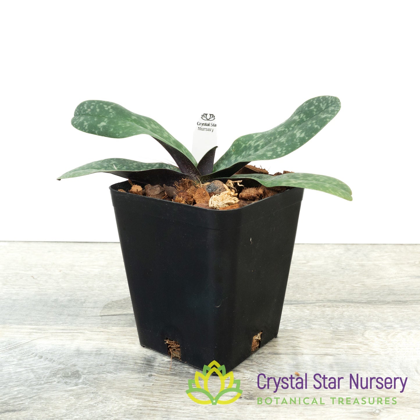 Paphiopedilum bellatulum (T)