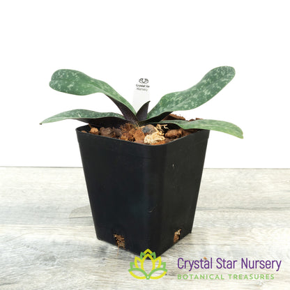 Paphiopedilum bellatulum (T)