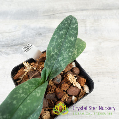 Paphiopedilum bellatulum (T)