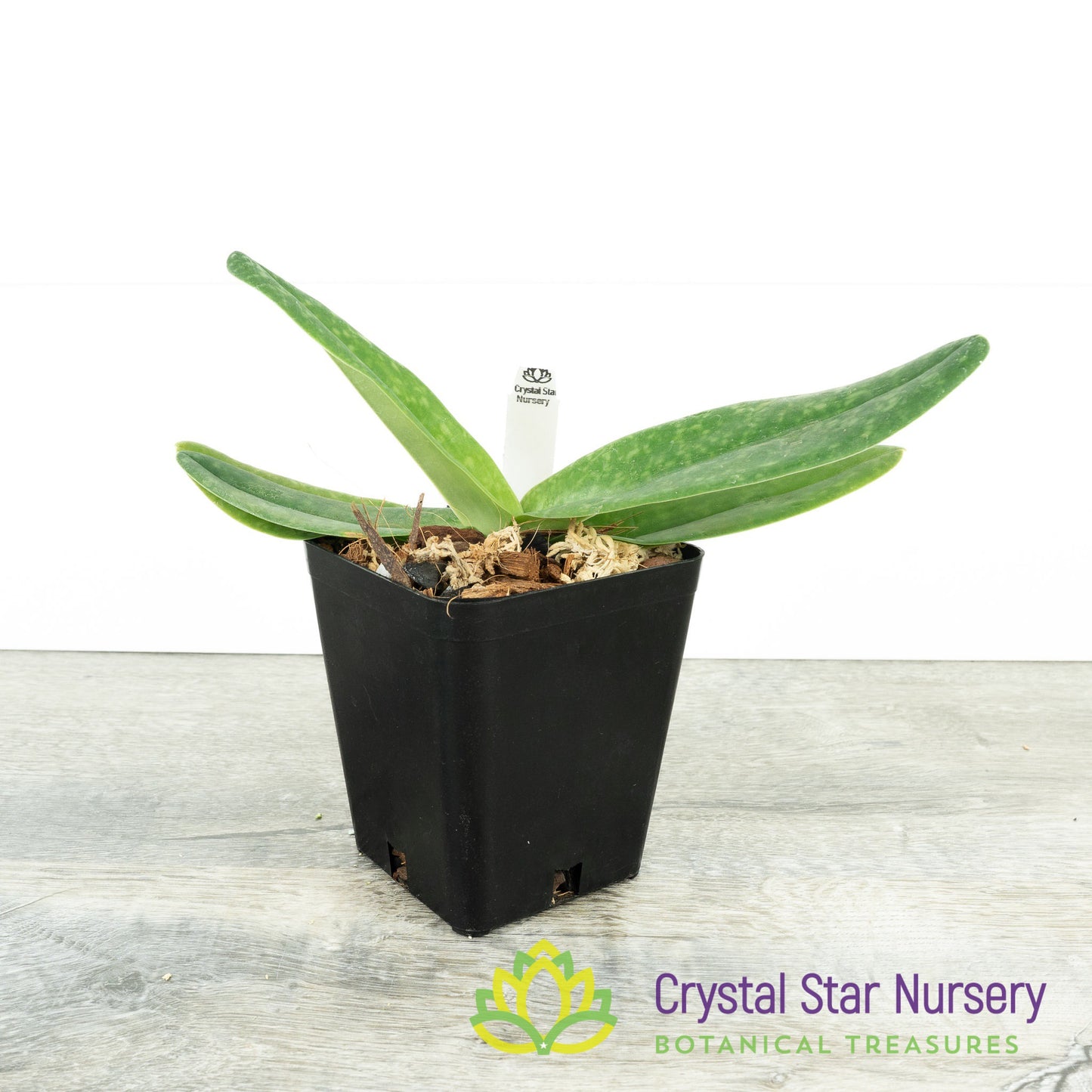 Paphiopedilum concolor (N2026)