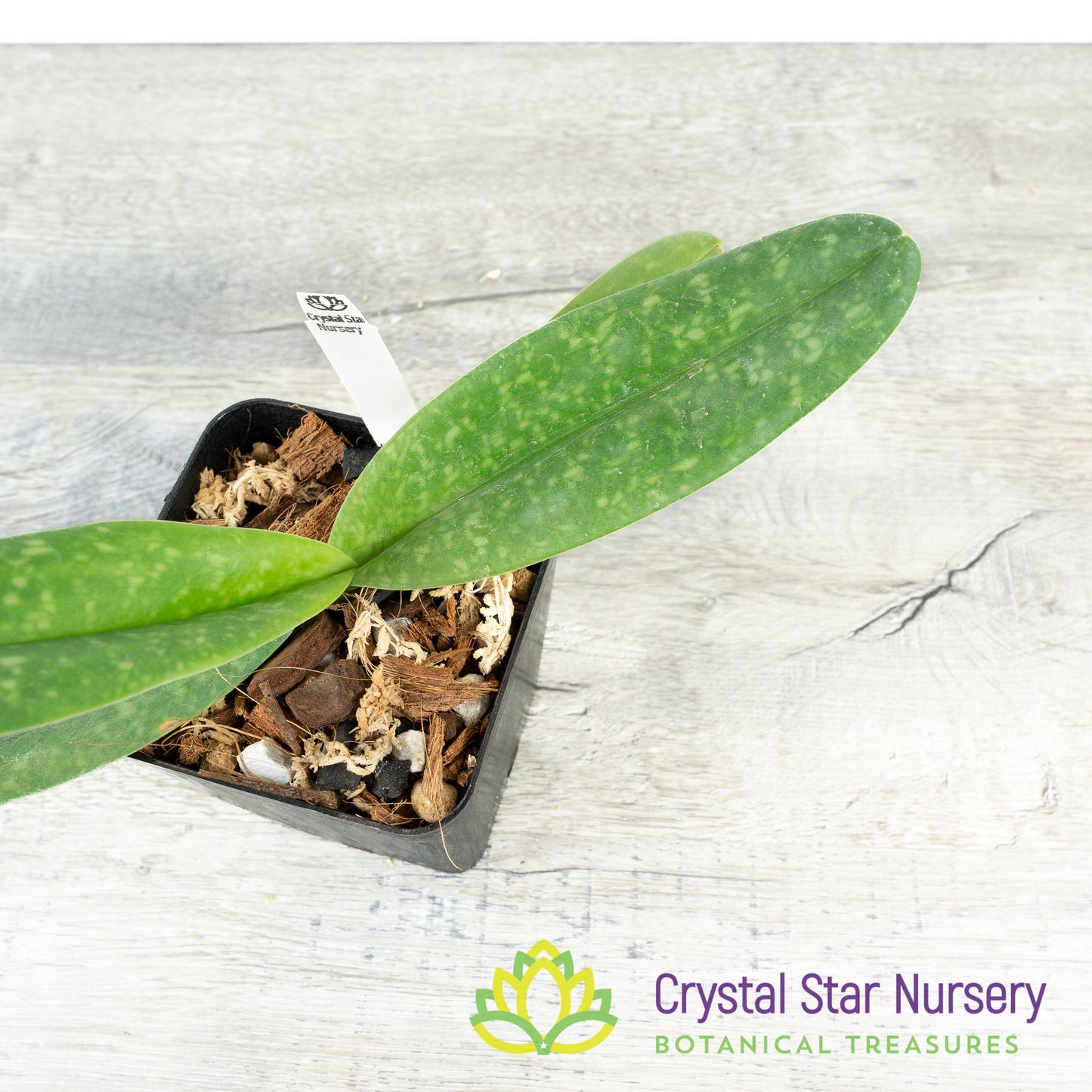 Paphiopedilum concolor (N2026)