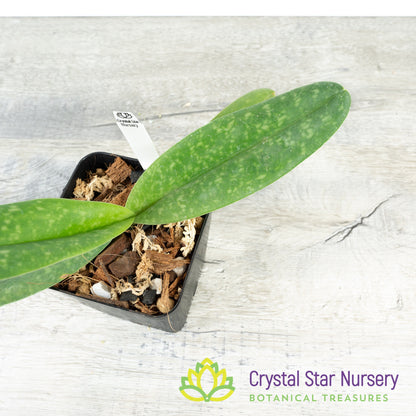 Paphiopedilum concolor (N2026)