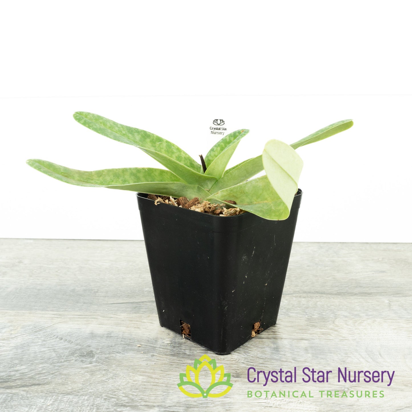 Paphiopedilum concolor var album (S)