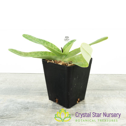 Paphiopedilum concolor var album (S)