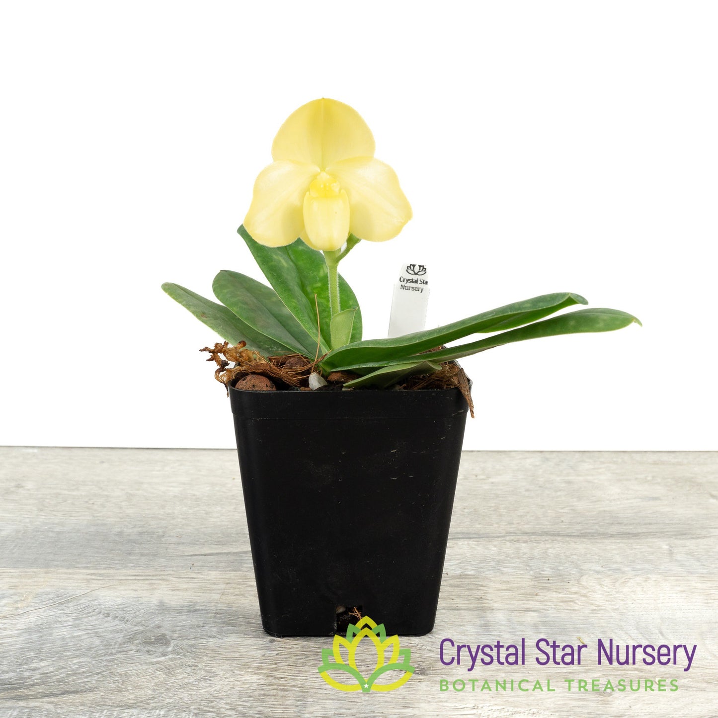 Paphiopedilum concolor var album (S)