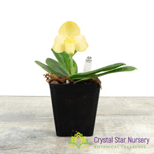 Paphiopedilum concolor var album (S)