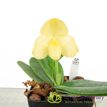 Paphiopedilum concolor var album (S)