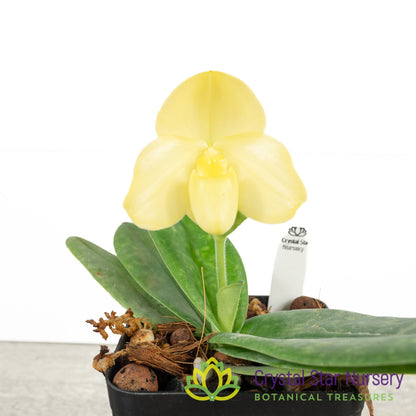 Paphiopedilum concolor var album (S)