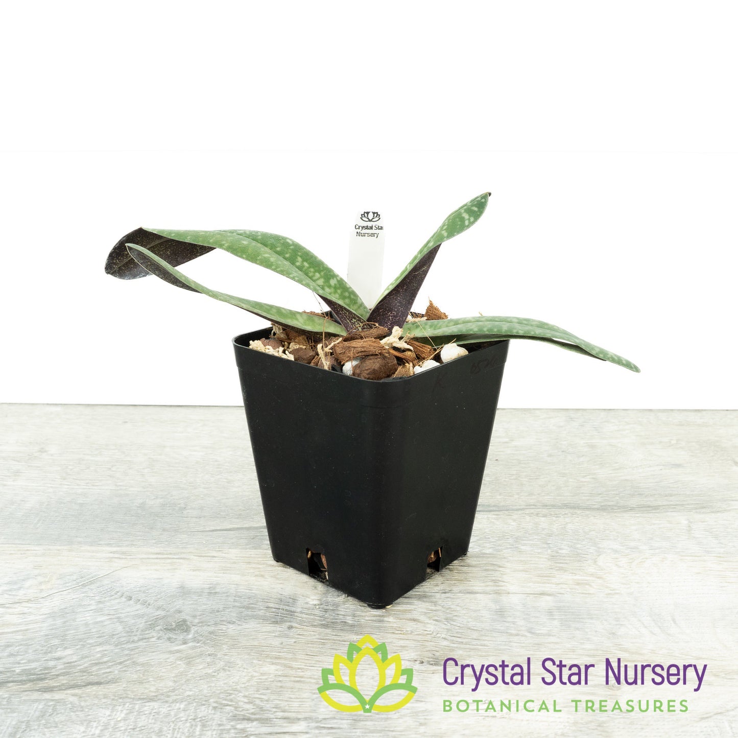 Paphiopedilum josianae (K)