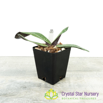 Paphiopedilum josianae (K)