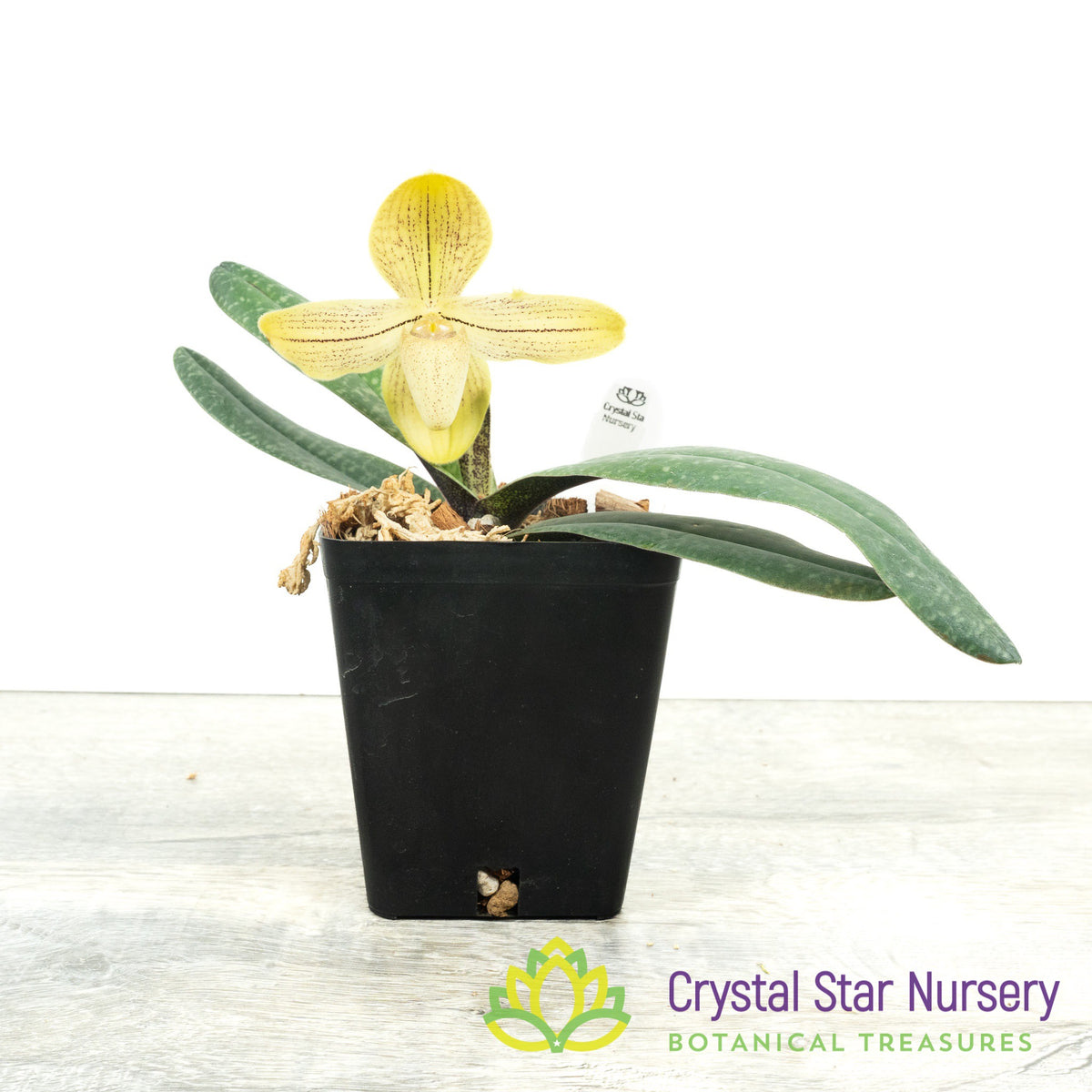 Paphiopedilum josianae (K)