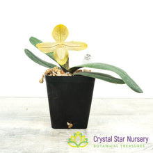 Paphiopedilum josianae (K)