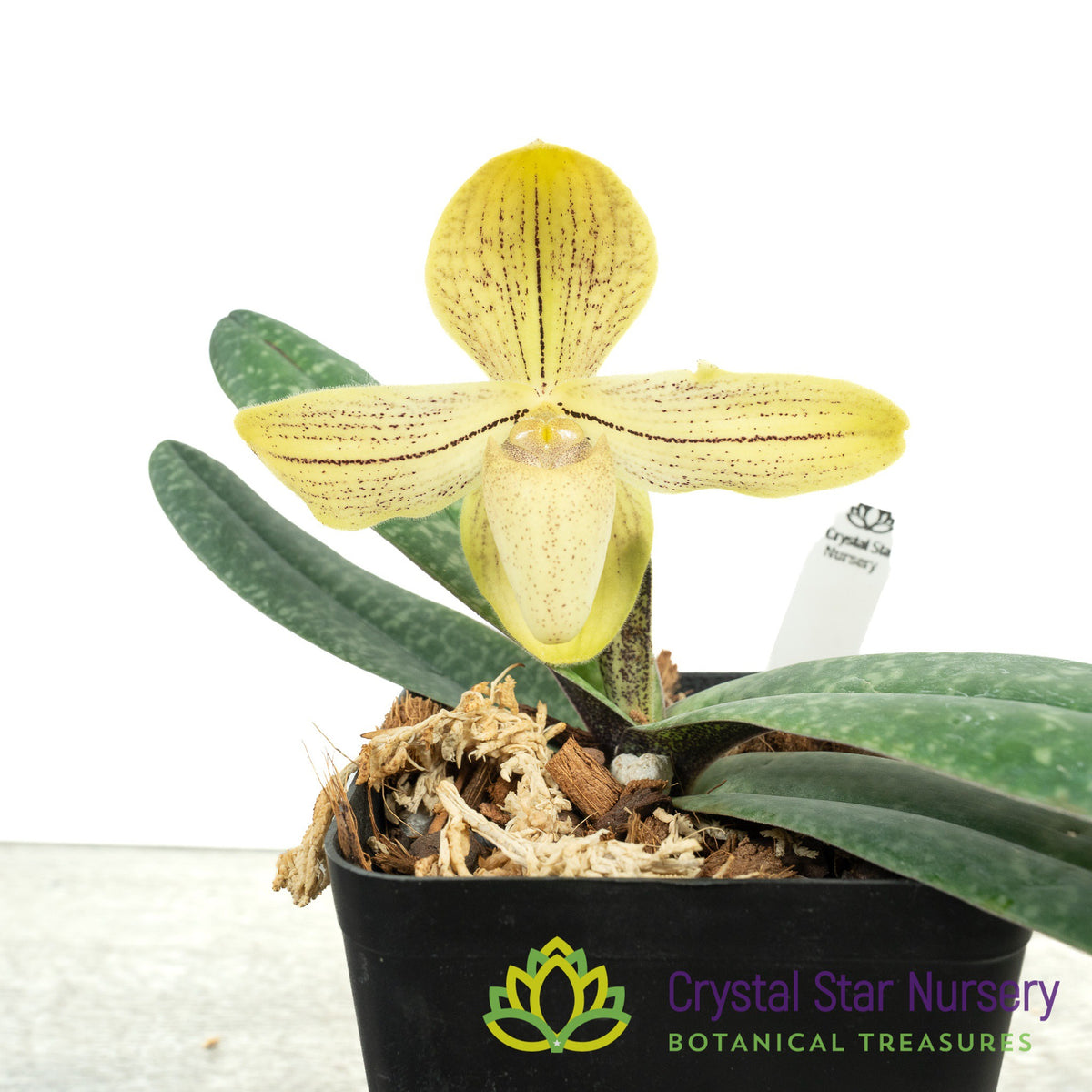 Paphiopedilum josianae (K)