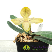 Paphiopedilum josianae (K)