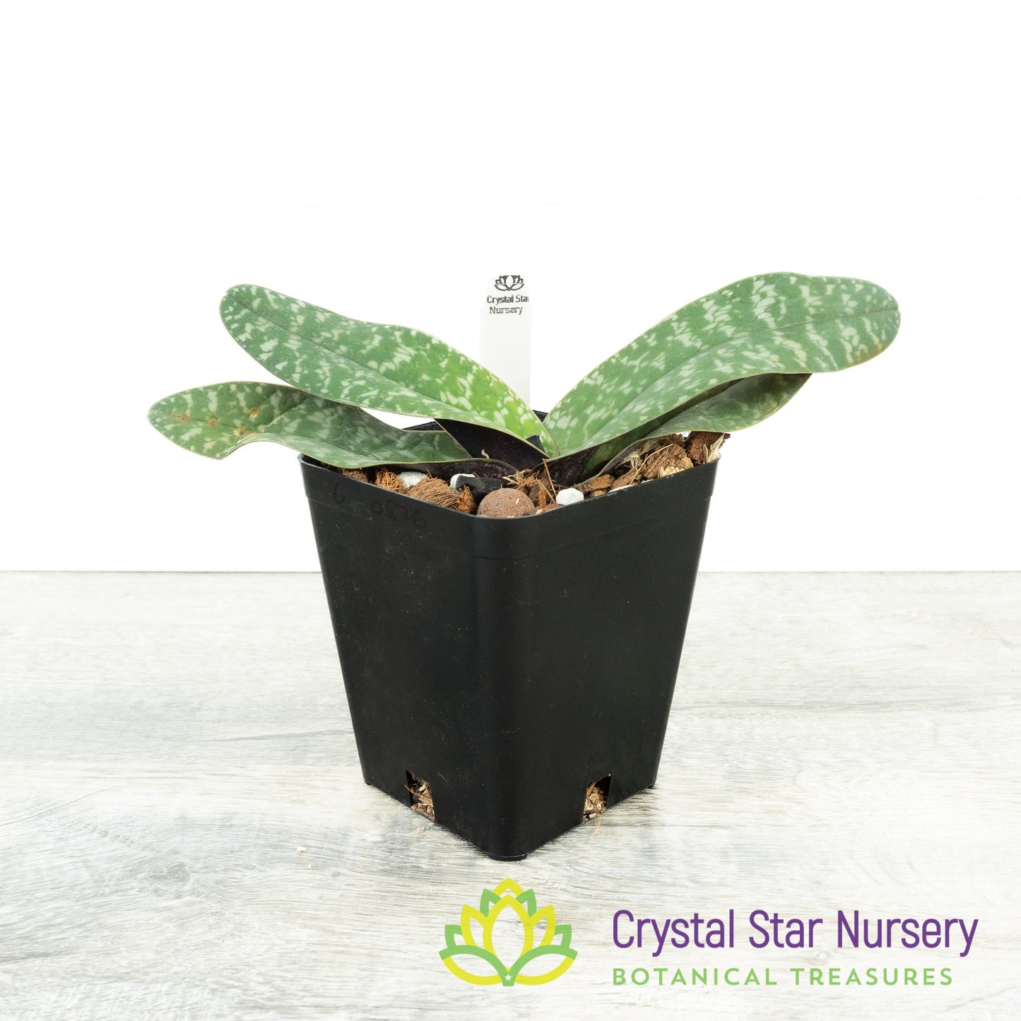 Paphiopedilum leucochilum (TOR 224/C57)