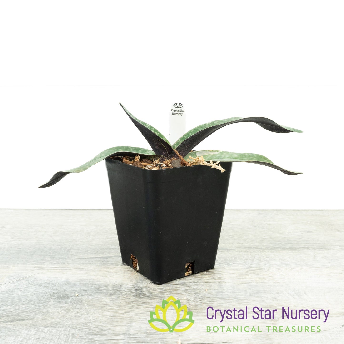 Paphiopedilum leucochilum (TOR 227/D58)