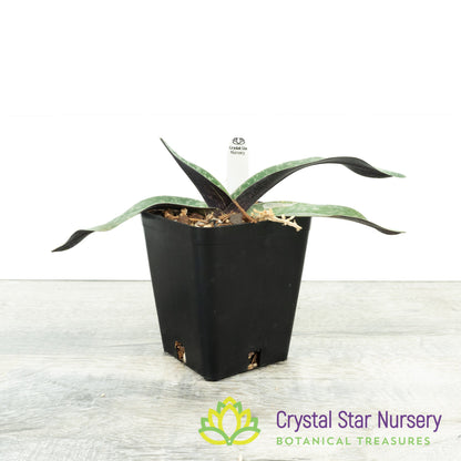 Paphiopedilum leucochilum (TOR 227/D58)