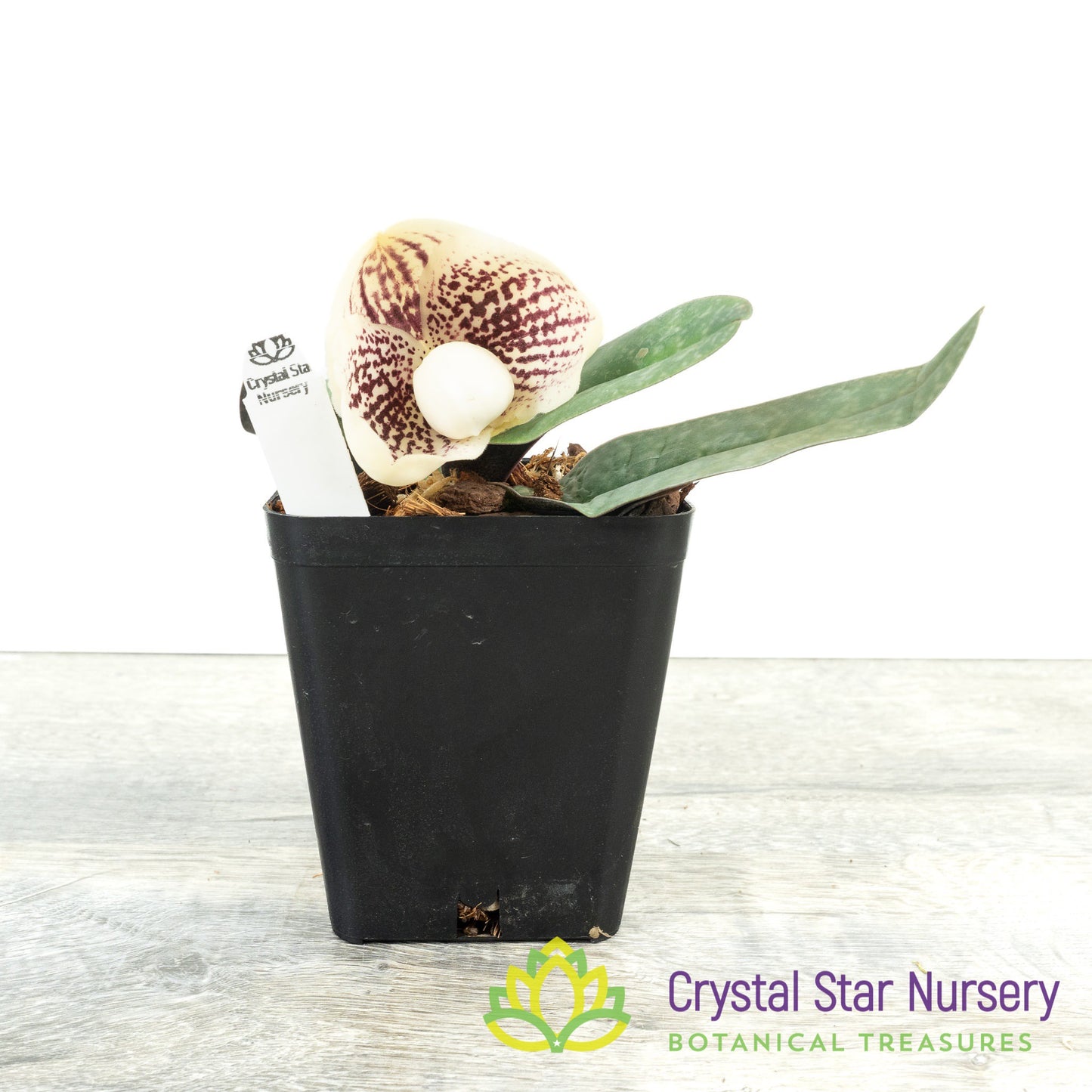 Paphiopedilum leucochilum (TOR 227/D58)