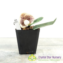 Paphiopedilum leucochilum (TOR 227/D58)