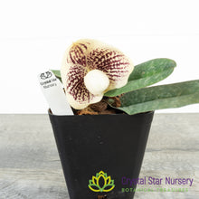 Paphiopedilum leucochilum (TOR 227/D58)