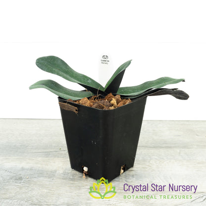 Paphiopedilum leucochilum (VAX01)