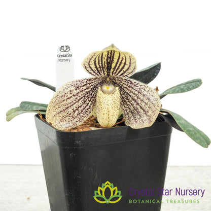 Paphiopedilum myanmaricum (H)