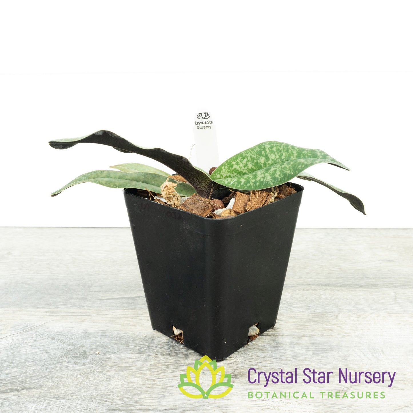 Paphiopedilum niveum