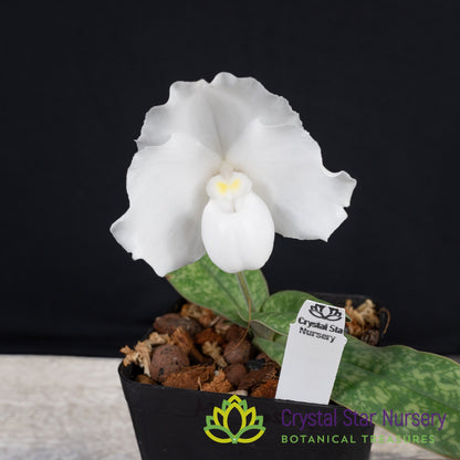 Paphiopedilum niveum (M)