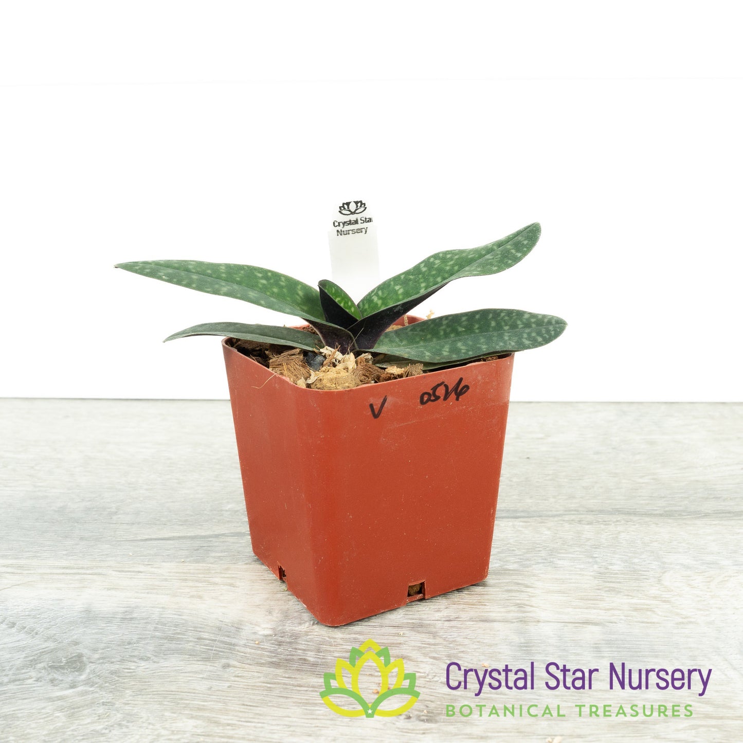 Paphiopedilum thaianum (V)