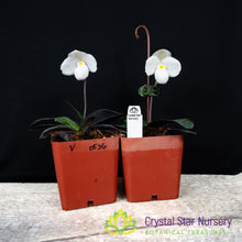 Paphiopedilum thaianum (V)