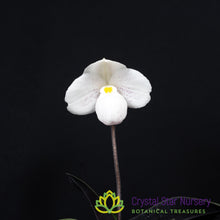 Paphiopedilum thaianum (V)