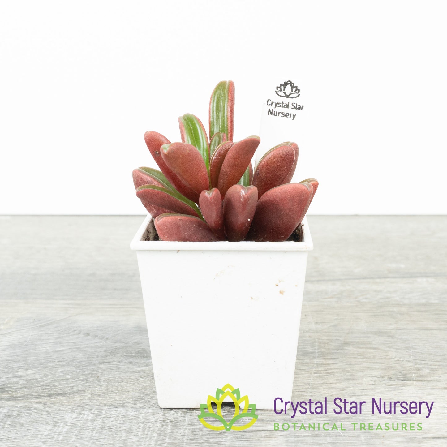 Peperomia Ruby Glow