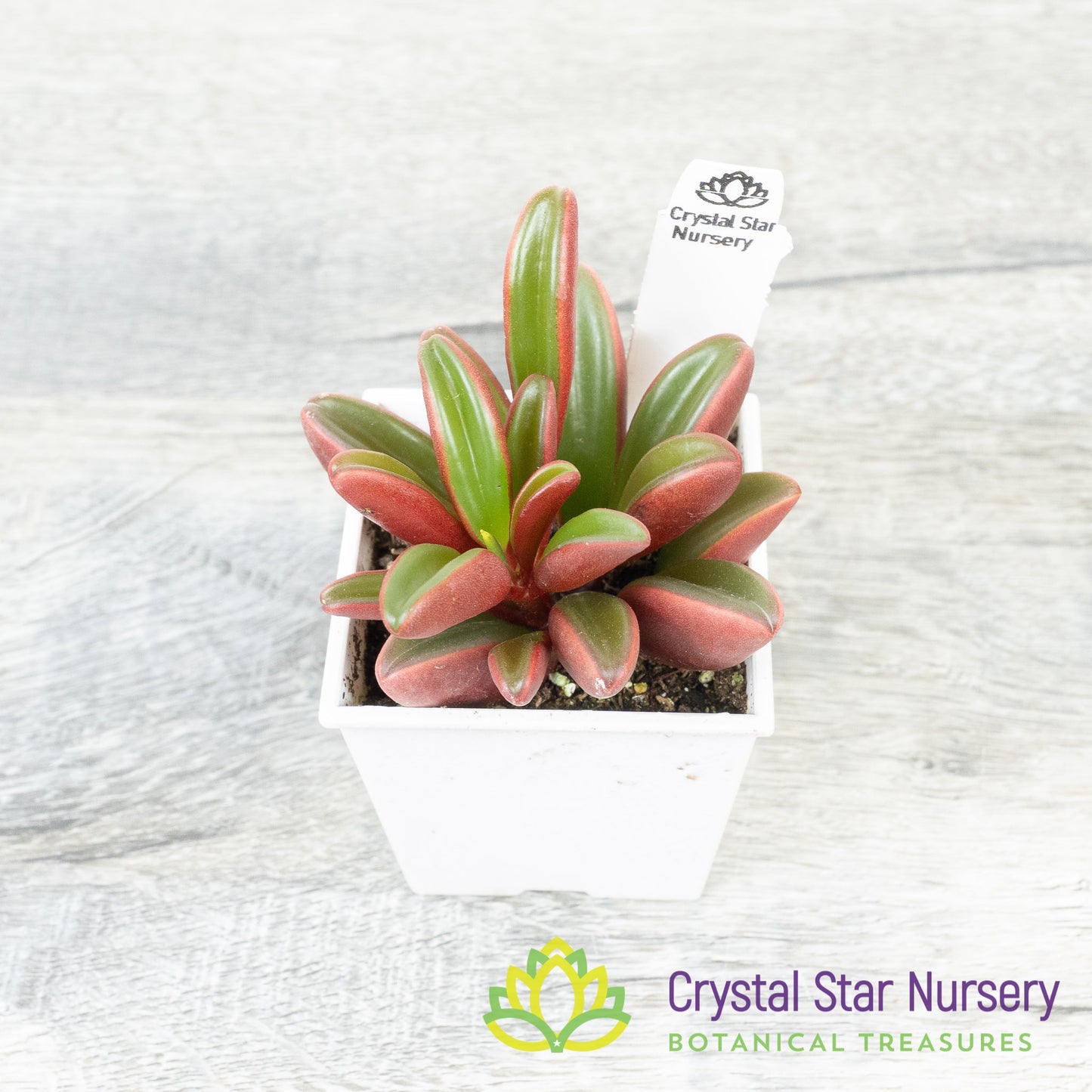 Peperomia Ruby Glow
