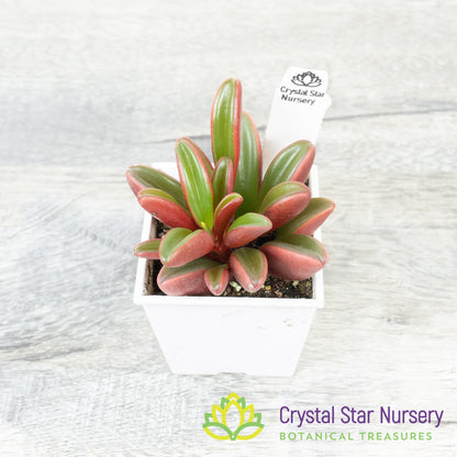 Peperomia Ruby Glow