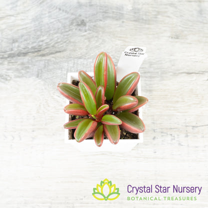 Peperomia Ruby Glow
