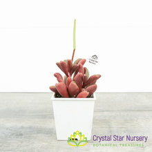 Peperomia Ruby Glow