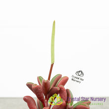Peperomia Ruby Glow