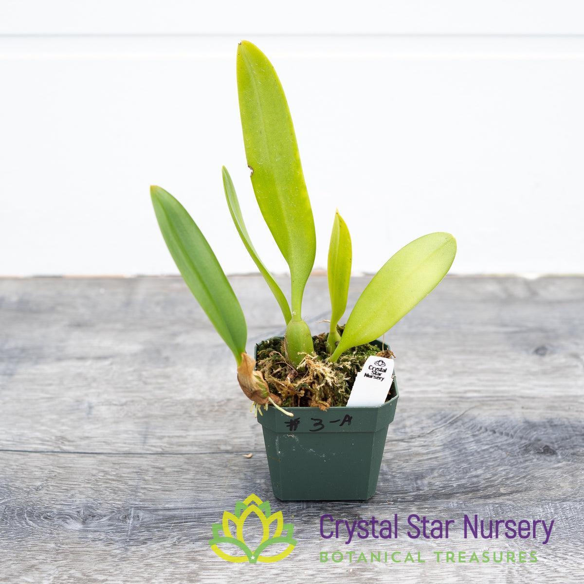 Bulbophyllum Makoyanum (3-A)