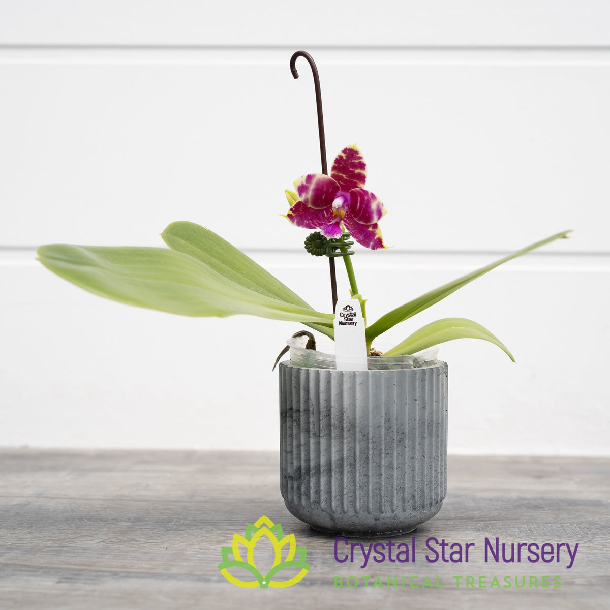 Phalaenopsis Ailiao Princess Gelb (B10)