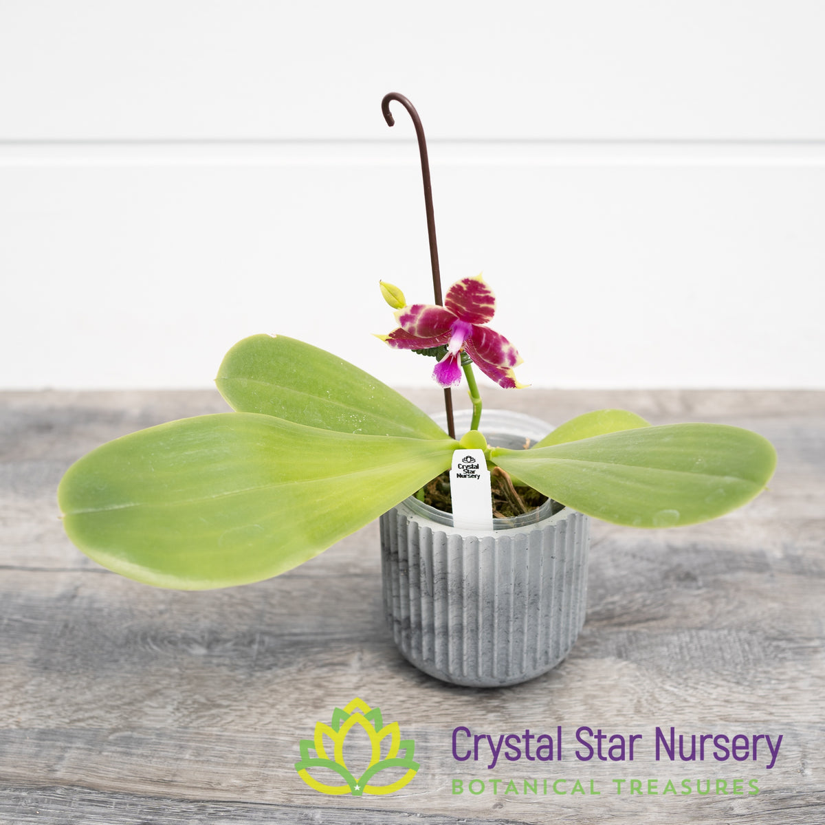 Phalaenopsis Ailiao Princess Gelb (B10)