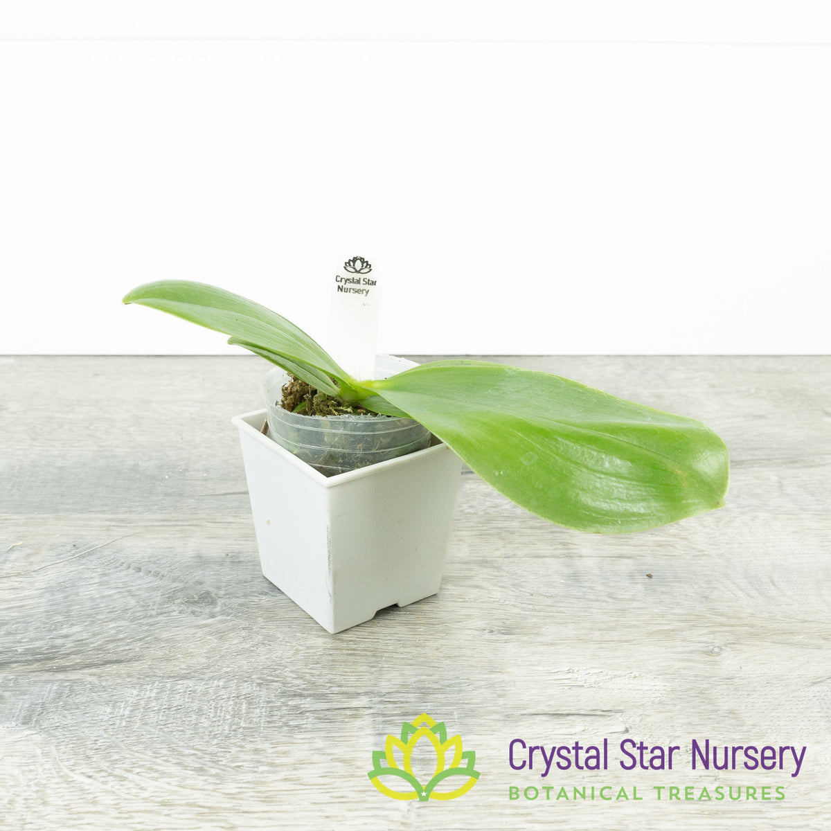 Phalaenopsis BT Green Jade &#39;MH3&#39; (MHP-041)