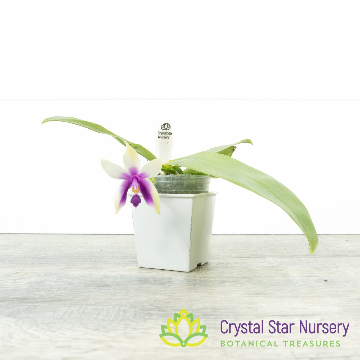 Phalaenopsis Bellina (#16)