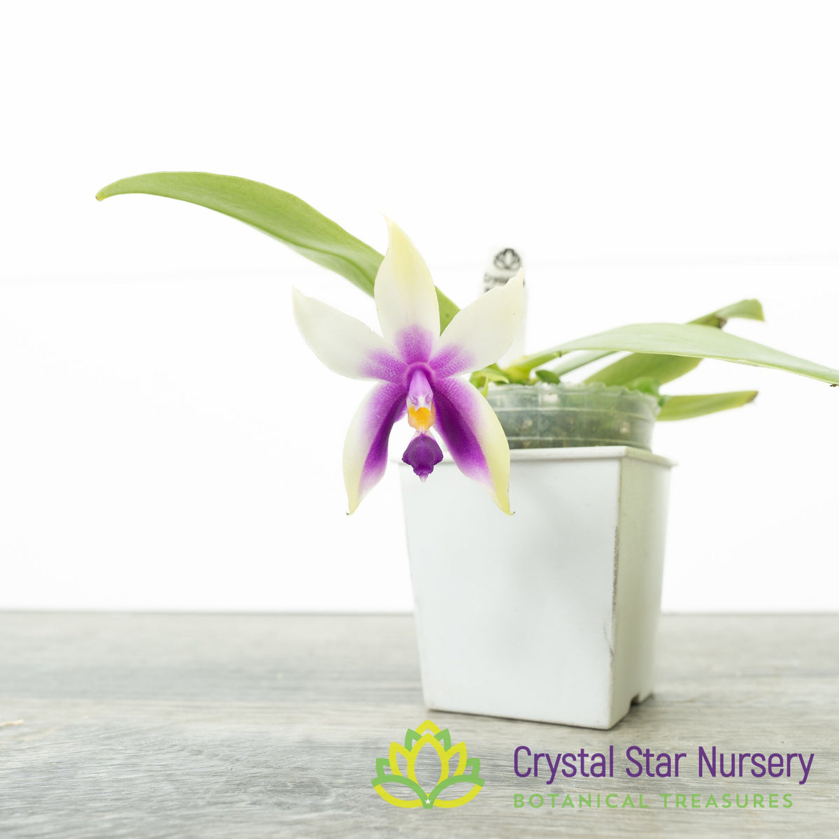 Phalaenopsis Bellina (#16)