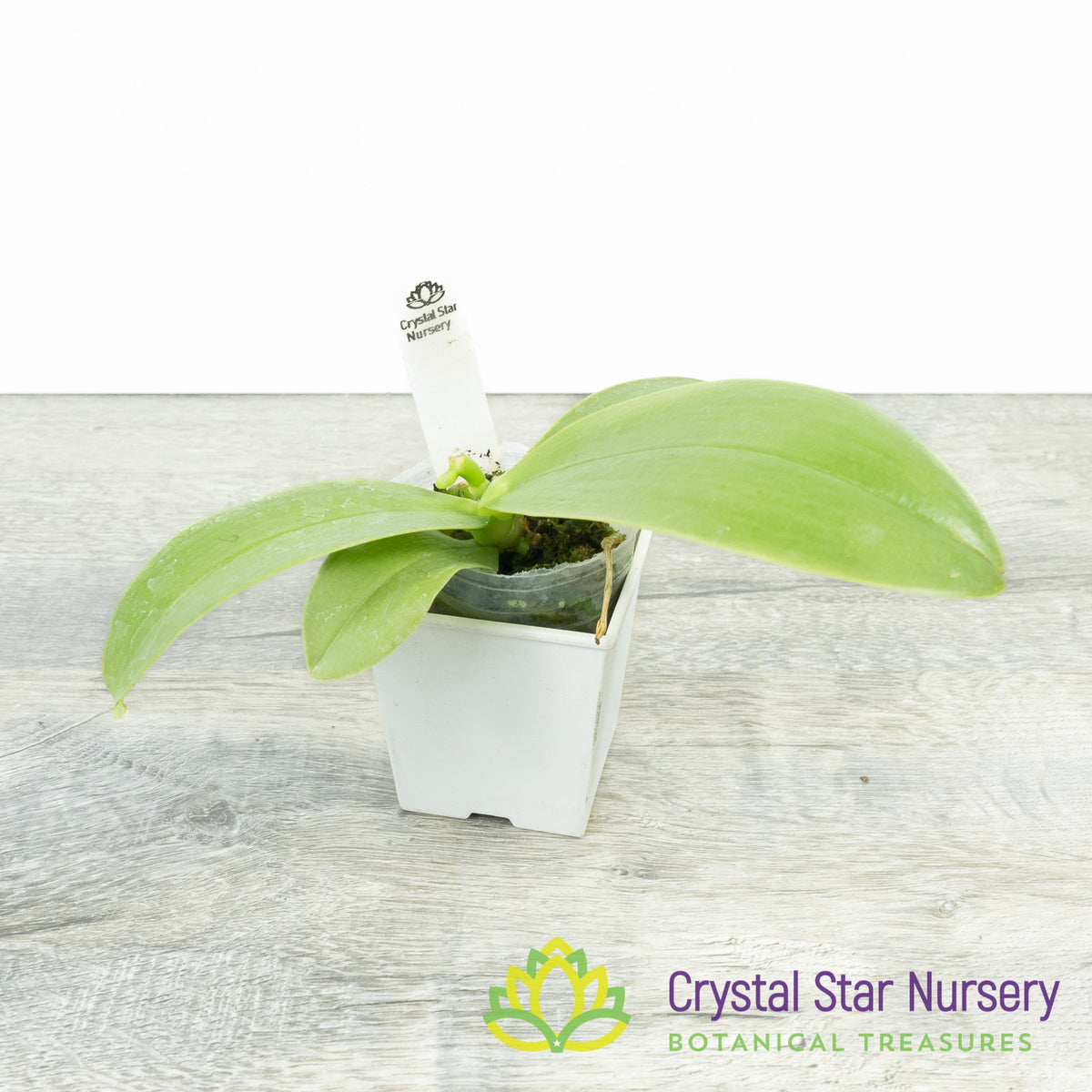 Phalaenopsis Bellina &#39;C&#39; (KK1163)