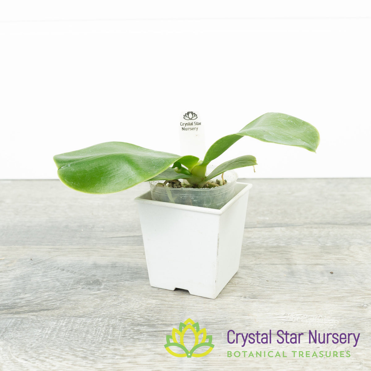 Phalaenopsis Bellina var Coerulea (#14)