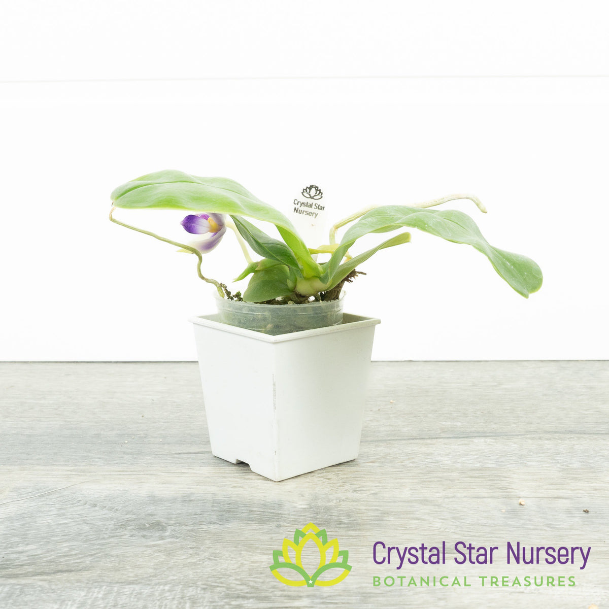 Phalaenopsis Bellina var Coerulea (#14)