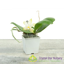 Phalaenopsis Bellina var Pink (#17)